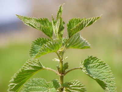 stinging nettle plant