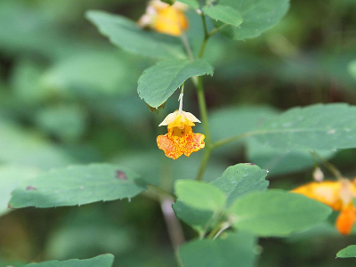 jewelweed