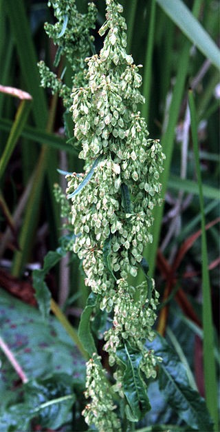 dock plant