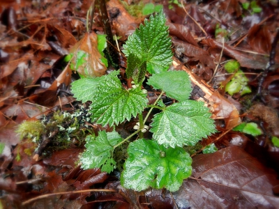 small stinging nettle