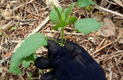 picking stinging nettle for tea with gloves