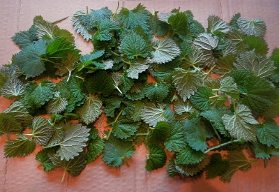 drying stinging nettle for tea