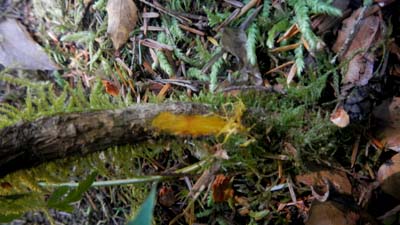 details of oregon grape used for emergency survival water purification