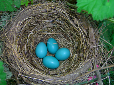 robin nest