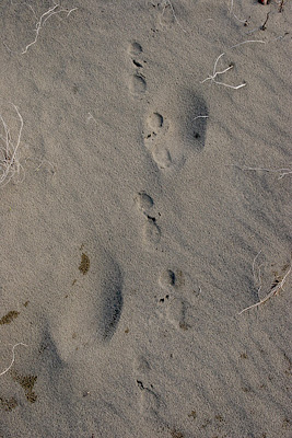 porcupine tracks