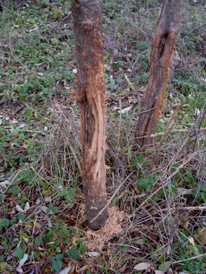 tree marking