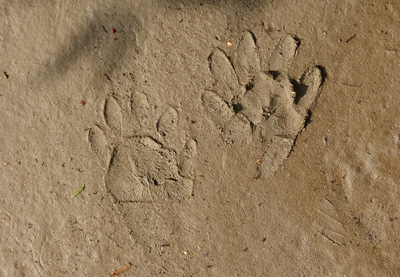 raccoon tracks