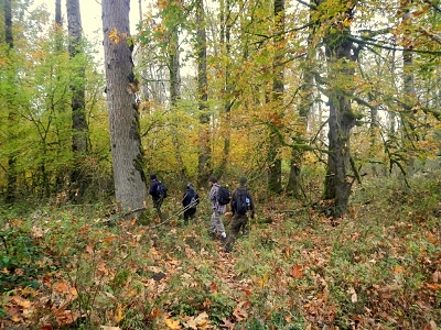 Trailing elk in the forest