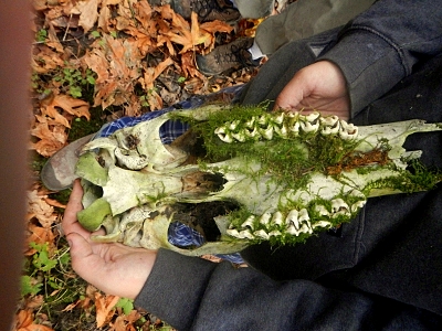 moss-covered elk skull