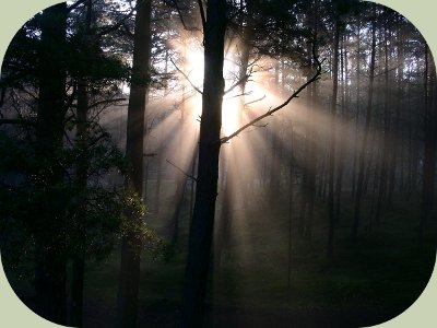 tree halo