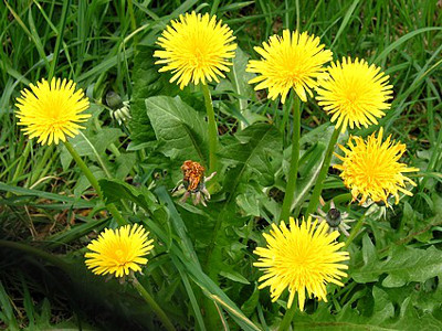 flowering dandelion plant