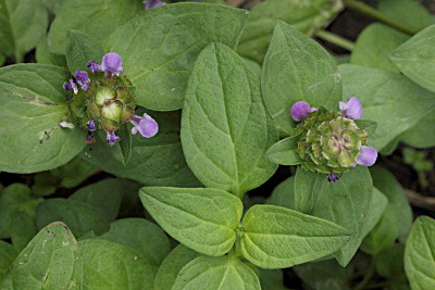 mint plant