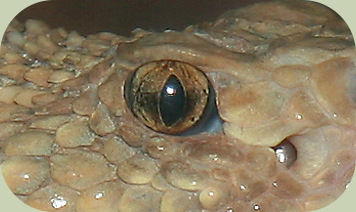vertical pupil snake