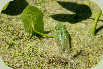 wapato bullfrog