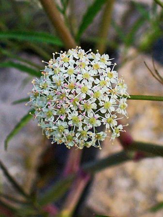 water hemlock flower head