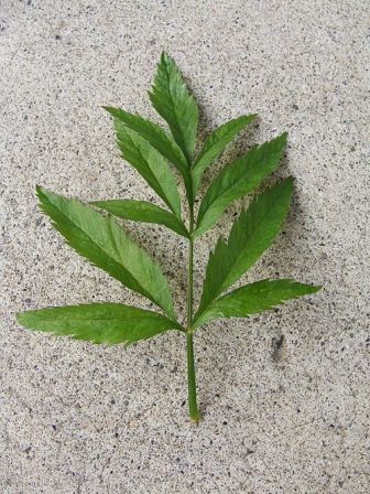 water hemlock leaf