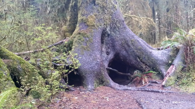 old-growth giant from the outside