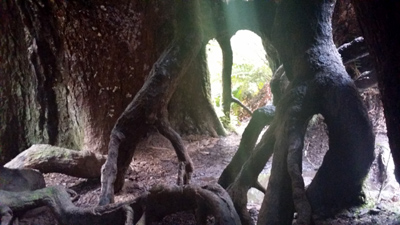 old-growth giant from the inside