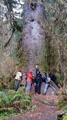 Worldest largest Sitka spruce