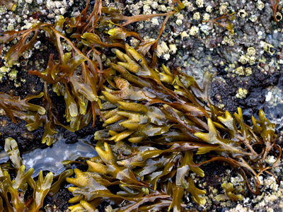 rockweed