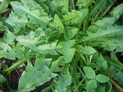 fresh leaves of dandelion