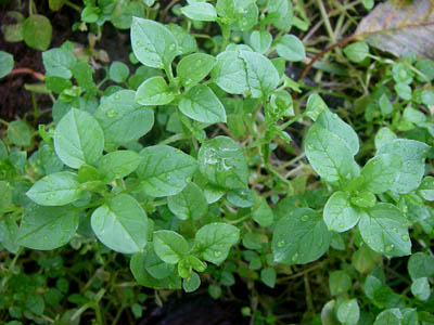 chickweed prior to flowering