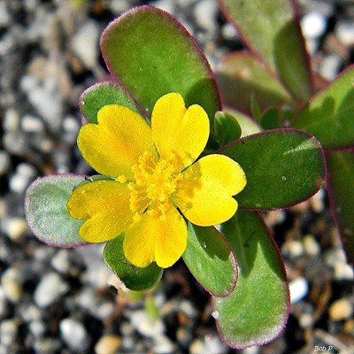 purslane in flower