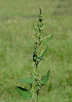 lamb's quarters going to seed