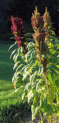 amaranth plants flowering