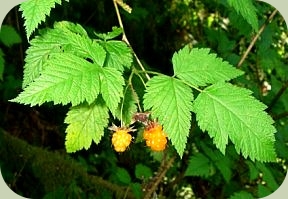 wild edible plants salmonberry