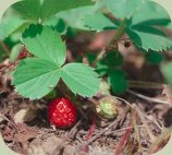 wild strawberry plants