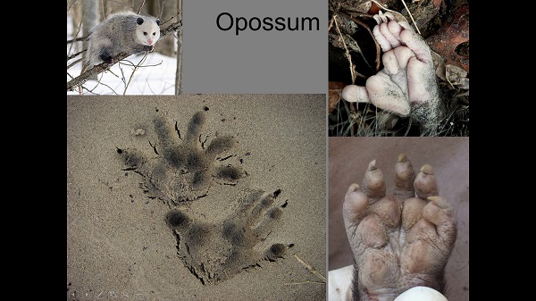 wildlife tracking online course opossum