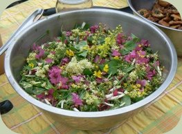 salad made from wild edible plants