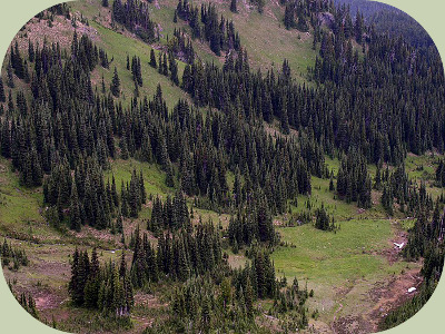 wolverine habitat