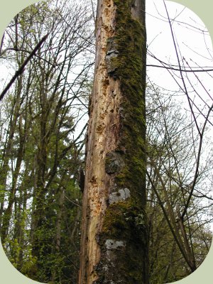 woodpecker habitat