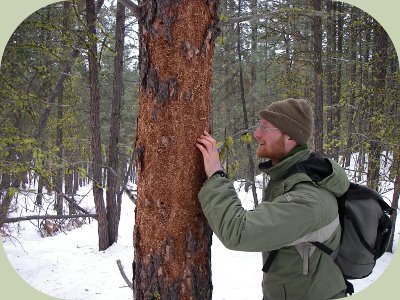 woodpecker habitat