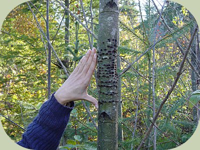 woodpecker habitat