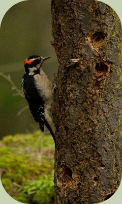 woodpecker habitat