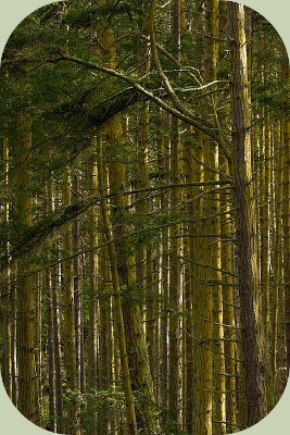 woodpecker habitat