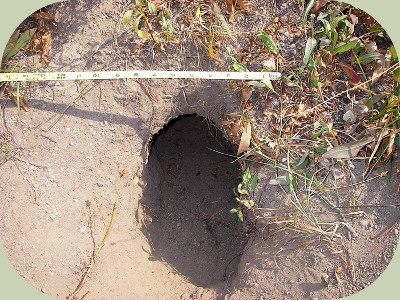 Badger burrow