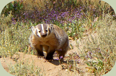 Badger