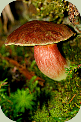 Wild Mushrooms