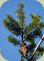 a cone and needles on a douglas fir tree