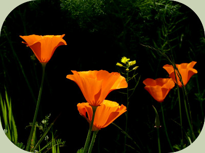 Forest Food Web Poppies