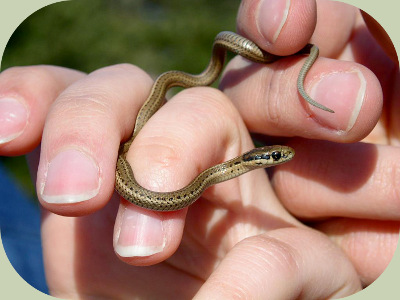 Forest food web snake