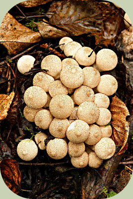 Gemmed puffball