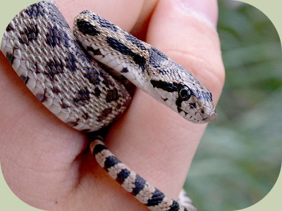 Gophersnake in hand