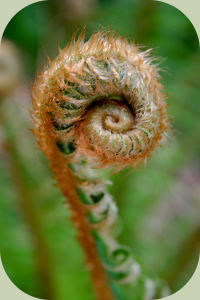 Jasons fiddlehead fern