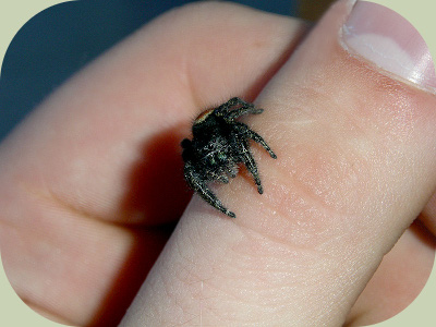 Jumping spider on finger