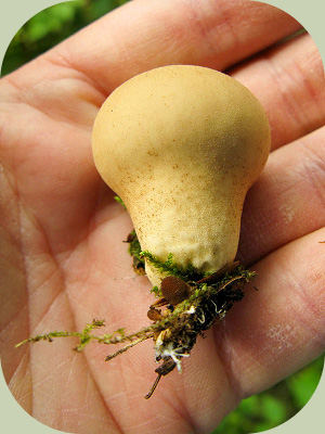 Puffball mushroom